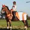 Equisafety Mercury Reflective Wrap Around - Red Orange 2 Equisafety Mercury Reflective Wrap Around - Red Orange -Equestrian Supply Store equimercurywraporange1rdy