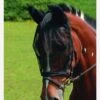 Equilibrium Net Relief Riding Mask - Black -Equestrian Supply Store fm 2012 02 16 11 42 05 59429
