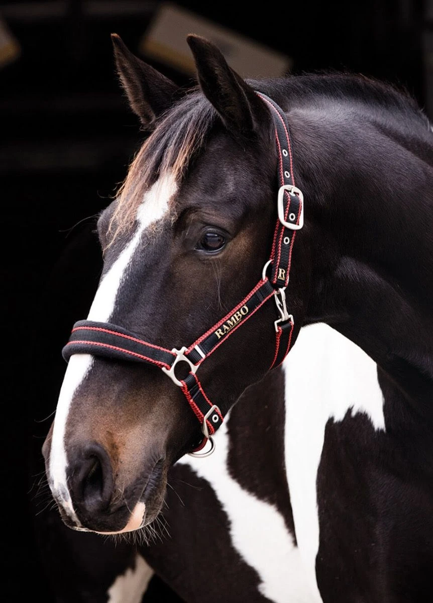Rambo Padded Headcollar - Black/Tan/Orange 3 Rambo Padded Headcollar - Black/Tan/Orange