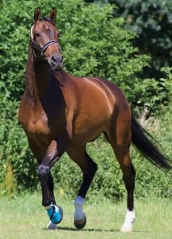 Woof Wear Medical Hoof Boot - Blue -Equestrian Supply Store medicalhoofbootlifestylerdy