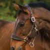 Rambo Padded Headcollar - Witney Gold -Equestrian Supply Store paddedheadcollar