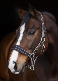 Rambo Padded Headcollar - Witney/Brown