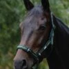 Roma Coordinate Padded Headcollar - Dark Green/Black/Green -Equestrian Supply Store roma coord headcollar dark green 1rdy