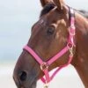 Shires Topaz Nylon Headcollar - Pink -Equestrian Supply Store shires topaz headollar pink 1rdy