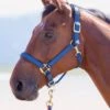 Shires Topaz Padded Headcollar - Navy 1 Shires Topaz Padded Headcollar - Navy -Equestrian Supply Store topazhcnavyrdy