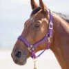 Shires Topaz Padded Headcollar - Purple 1 Shires Topaz Padded Headcollar - Purple -Equestrian Supply Store topazhcpurp