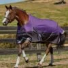 Weatherbeeta Plus Dynamic Standard Medium - Purple/Black -Equestrian Supply Store wb plus dyn std med purp black 1rdy